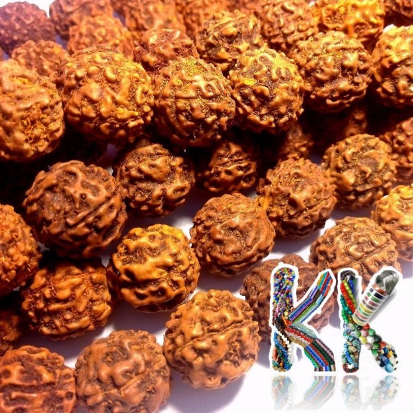 Rudraksha beads - ∅ 13 mm