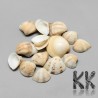 Shell (or conch, clam, or valve) measuring 14-32 x 22-35 x 7-10 mm in beige. The shell is only surface cleaned and otherwise has not been modified in any other way - it is absolutely natural and undrilled. The shell can be used as a decorative accessory for mosaics or collages or after drilling a hole as a component for jewelry and other accessories.
THE PRICE IS FOR 1 PCS