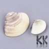 Shells - 23-39 x 27-44 x 6-10 mm