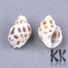 Natural shell beads - 23-32 x 14-20 x 12-17 mm