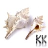 Spiral shell (or conch, clam, valva) with dimensions 57-106 x 29-45 x 26-36 mm in beige. The shell is only surface cleaned and otherwise has not been modified in any other way - it is absolutely natural and undrilled. The shell can be used as a decorative accessory for mosaics or collages or after drilling a hole as a component for jewelry and other accessories
Please note that the tips of some shells may be chipped, see pictures.
THE PRICE IS FOR 1 PCS.
