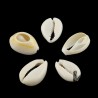 Natural Cowrie Shell  - 13-16 x 10-11 x 3-5 mm