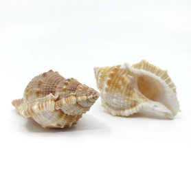Spiral Conch Shell - Undrilled - 45-70 x 30-50 x 20-35 mm