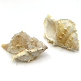 Spiral Conch Shell - Undrilled - 71-100 x 45-70 x 30-50 mm